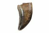 Small Theropod Tooth (Raptor) - South Dakota #82143-1
